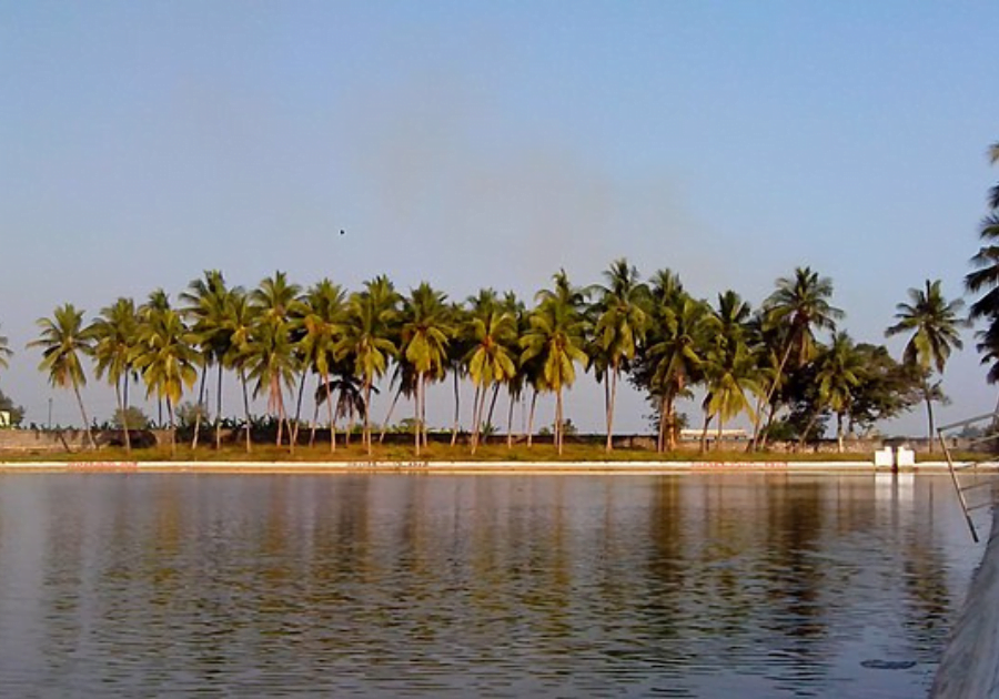 Pushkarini(Temple_Pond)_at_Arasavilli