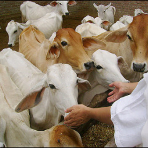 Gau Seva